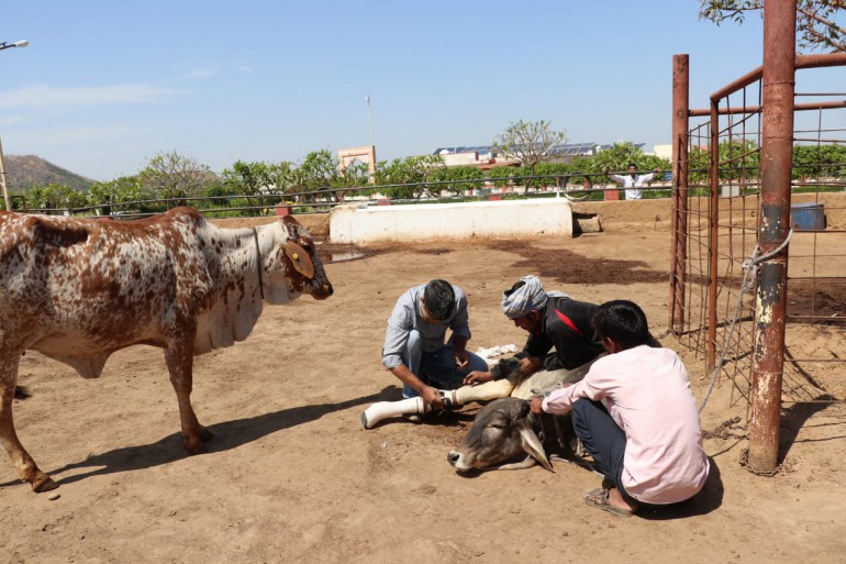 A team kneeling to fit a prosthetic limb to a cow.